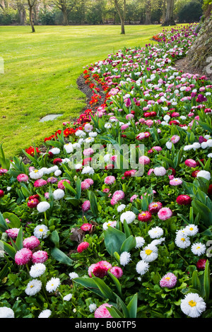 Un bordo ondulato di fiori in primavera con i tulipani, bellis perennis margherite e primulas preso nella città dei giardini, Swindon, Wiltshire Foto Stock