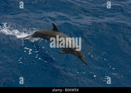 Spinner Maldive Delfini Stenella longirostris saltando Foto Stock