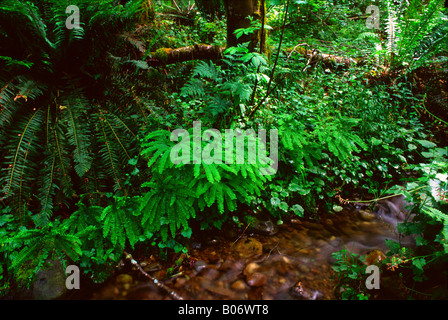 Sword fern, wood fern, and maidenhair fern grow along a creek in the forest of Tiger Mountain, Washington State, USA Foto Stock