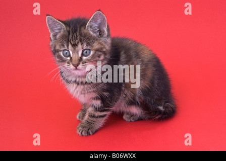 Otto settimane vecchio tabby kitten Foto Stock