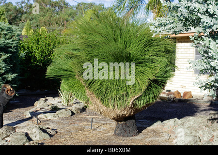 Grasstree noto anche come ragazzo indiano in Western Australia. Foto Stock