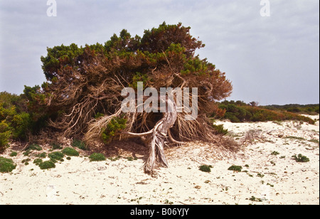 Il ginepro sulla spiaggia di Es Trenc Maiorca Foto Stock