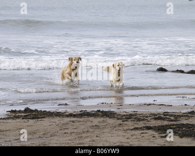 Due Golden Retrievers in esecuzione in mare Foto Stock