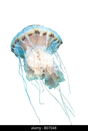 Chrysaora hyoscella Compass medusa Scyphozoa Jellyfishs Cnidaria Mare Mediterraneo Murcia Spagna Foto Stock