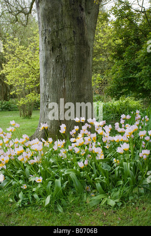 Un ceppo di tulipani Candia (Tulipa Saxatilis) in fiore in primavera sotto ombra di albero. Sussex, Inghilterra Foto Stock