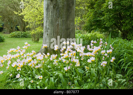 Un ceppo di tulipani Candia (Tulipa Saxatilis) in fiore in primavera sotto ombra di albero. Sussex, Inghilterra Foto Stock