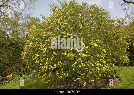 Rosa xantina 'Canary Bird' arbusto in fiore in primavera Foto Stock