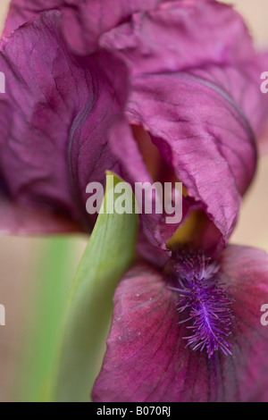 Primo piano ritratto dei petali setosi di un profondo color marrone Iris (Iris germanica) in primavera Foto Stock