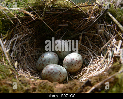 Mistle thrush Turdus viscivorus uova Foto Stock