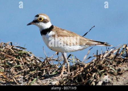 Poco inanellato Plover, Kalloni Saline, LESBO, ISOLE DELL' Egeo Settentrionale, Grecia Foto Stock