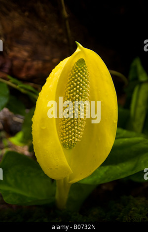 Un fiorire di Western Skunk cavolo (Lysichiton americanus) nel bosco lungo la costa nel Parco Nazionale di Olympic, Washington. Foto Stock