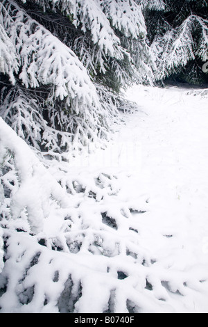 Scozia Scottish Borders Carter Bar Snow inghiottito piantagioni forestali vicino al carter Bar Inghilterra Scozia confine Foto Stock