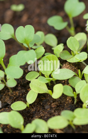 Giovani insalata mista di piantine di piante che crescono in compost Foto Stock