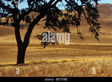 Gamma di bestiame nel centro di montagne litoranee della California Foto Stock