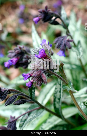 PULMONARIA LONGIFOLIA ANKUM Foto Stock