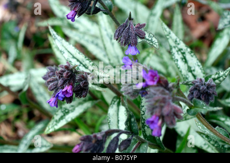 PULMONARIA LONGIFOLIA ANKUM Foto Stock