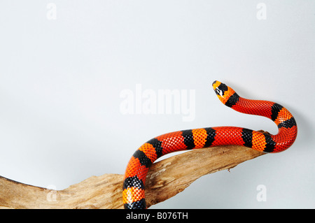 Rosso serpente del latte al di sopra del ramo Foto Stock