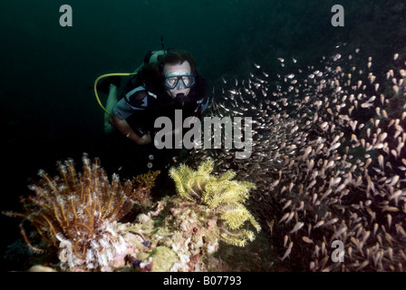 Sommozzatore guardando il novellame di scolarizzazione pesce su una barriera corallina sotto l'acqua Foto Stock