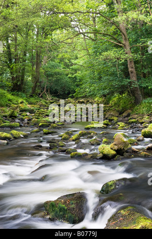 Boschi che circondano il fiume Esk vicino Glaisdale nel glaciale Valle Esk. North Yorkshire Moors National Park, Regno Unito Foto Stock