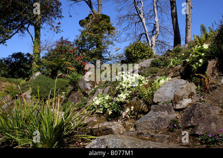 Primule selvatiche che crescono su un ROCKERY. Foto Stock