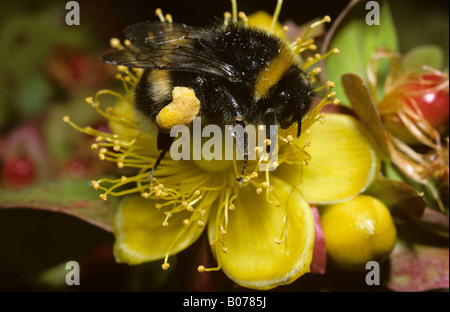 Buff tailed Bumble Bee Bombus terrestris Apidae lavoratore con ben riempito cesti di polline foraggio sui fiori REGNO UNITO Foto Stock