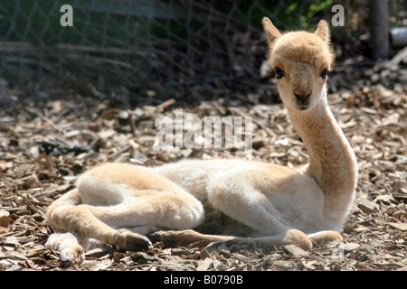 Guanaco Foto Stock