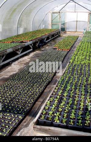 Piante che crescono in polytunnel, England, Regno Unito Foto Stock