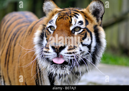 Tiger inceppato il suo tounge out Foto Stock