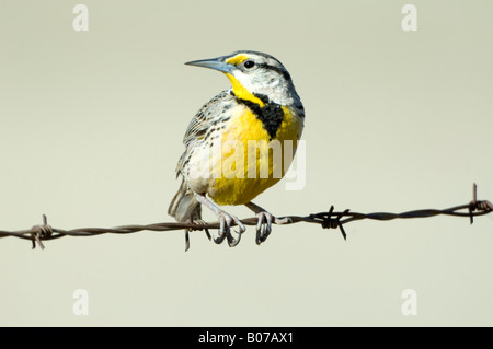 Eastern Meadowlark Sturnella magna Foto Stock