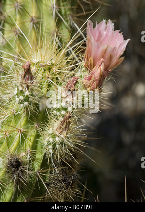 Golden Riccio Echinocereus nicholii Cactaceae del Deserto di Sonora Foto Stock