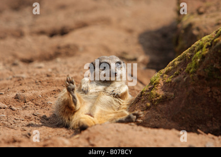 Meerkat suricata suricatta giacente sulla sua schiena nella sabbia per prendere il sole con il contatto visivo Foto Stock