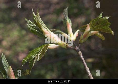 Il ramo sicomoro con boccioli apertura con nuove foglie Foto Stock