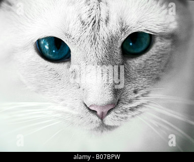 Chiudere l immagine di un bianco punto rosso gatto siamese gatto con blu brillante di messa a fuoco gli occhi sul viso e occhi solo Foto Stock