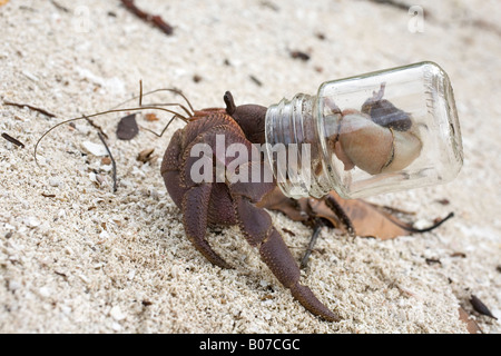 Il granchio eremita terrestre, Coenobita, è in grado di rimanere fuori dall'acqua per lunghi periodi, ma riproduce sott'acqua. Indossare un vaso di vetro scartato Foto Stock