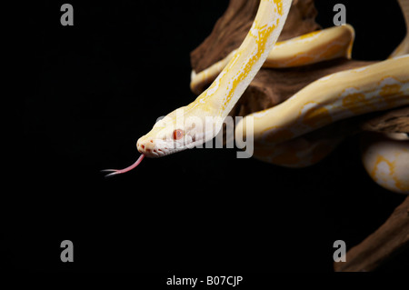 Albino Python su un ramo Foto Stock