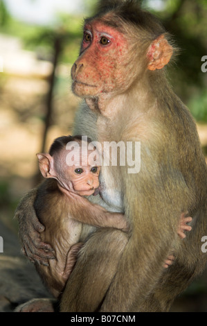 Wild femmina di macaco rhesus macaca mulatta (spesso chiamato una scimmia) azienda giovane India Foto Stock