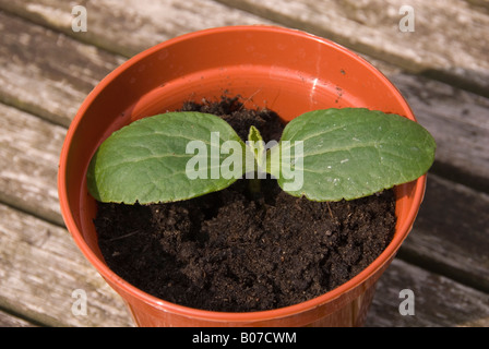 Giovani pianta di zucchine in una pentola nome di varietà ParadorF1 Foto Stock