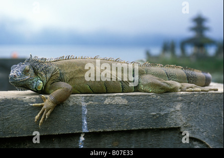 Iguana al tempio indù Pura Ulun Danu Bratan Bali Indonesia Foto Stock