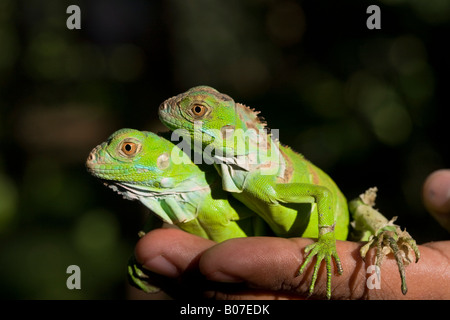 Belize, San Iguacio, iguana verde neonati Foto Stock