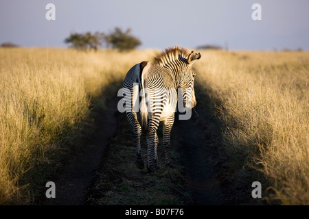 Di Grevy zebra, Lewa Wildlife Conservancy, Kenya Foto Stock