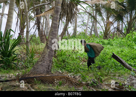 La raccolta di noci di cocco, Jaluit atollo delle Isole Marshall Foto Stock