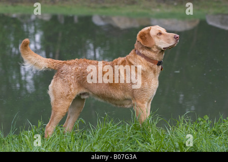 Chesapeake Bay Retriever in pronto Foto Stock