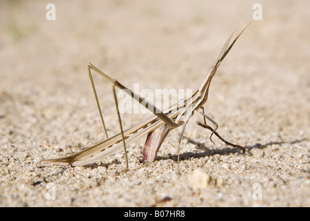 Il marrone a forma di L inclinato gigante di fronte-Grasshopper (Acrida conica) deposizione delle uova nella sabbia. Bold Park, Perth, Australia Foto Stock