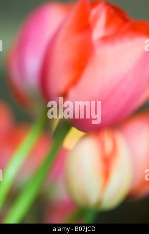 Tulip fiori, close-up, SKAGIT VALLEY WASHINGTON Foto Stock