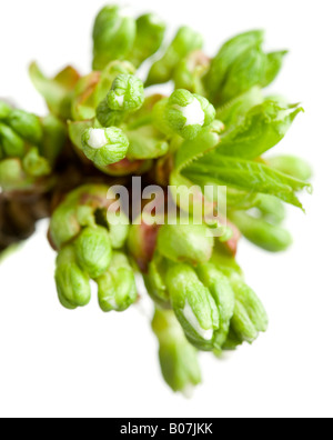Close up di ciliegio selvatico dei boccioli di colore aRGB per splendide stampe Foto Stock