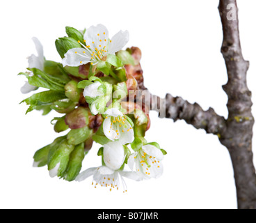 Bianco Ciliegio fiorisce in colore aRGB per splendide stampe Foto Stock
