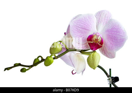 Phalaenopsis in colore aRGB per splendide stampe Foto Stock