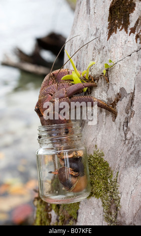 Il granchio eremita terrestre, Coenobita, è in grado di rimanere fuori dall'acqua per lunghi periodi, ma riproduce sott'acqua. Indossare un vaso di vetro scartato Foto Stock