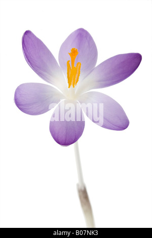 Crocus tommasinianus fiori su sfondo bianco Foto Stock