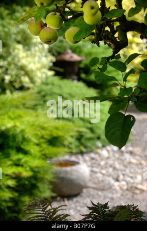 Albero di mele nella FRUTTA IN INGHILTERRA OCCIDENTALE GARDEN REGNO UNITO Foto Stock